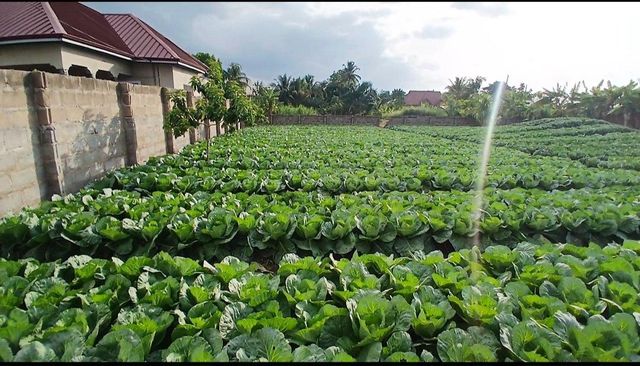 Fresh Cabbage - Image 2