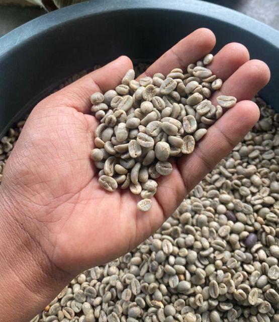 Green coffee bean - Image 1