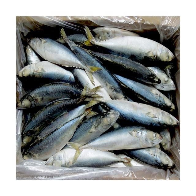 Frozen Atlantic Mackerel Fish Premium Whole Round Seafood Selection For Bulk Import Export And International Buyer Supply - Image 4
