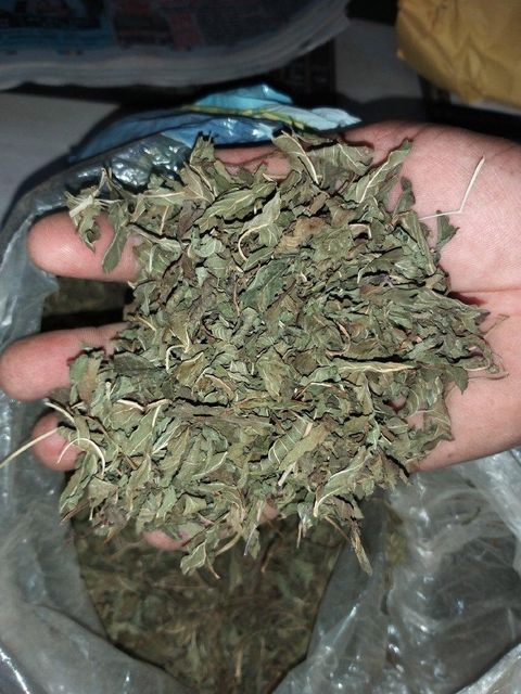 Dried Nettle Leaf TBC Grade FOOD Color GREEN Packaging HDPE BAGS Shelf Life 24 MONTHS Max. Moisture (%) 8% Place of Origin INDIA - Image 5