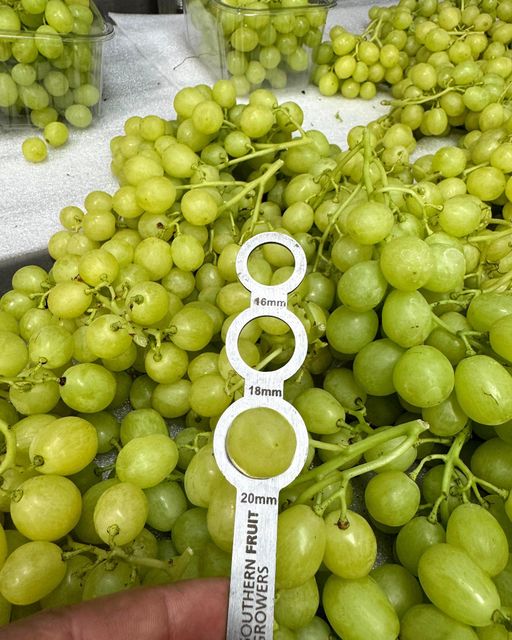 Early Sweet Grapes from Nine Fruits Exports for supply Export  to wholesale and  distributors - Image 4