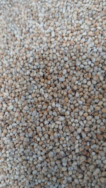 Grains & Cereals Usage Animal Feed And Human Consumption - Image 1