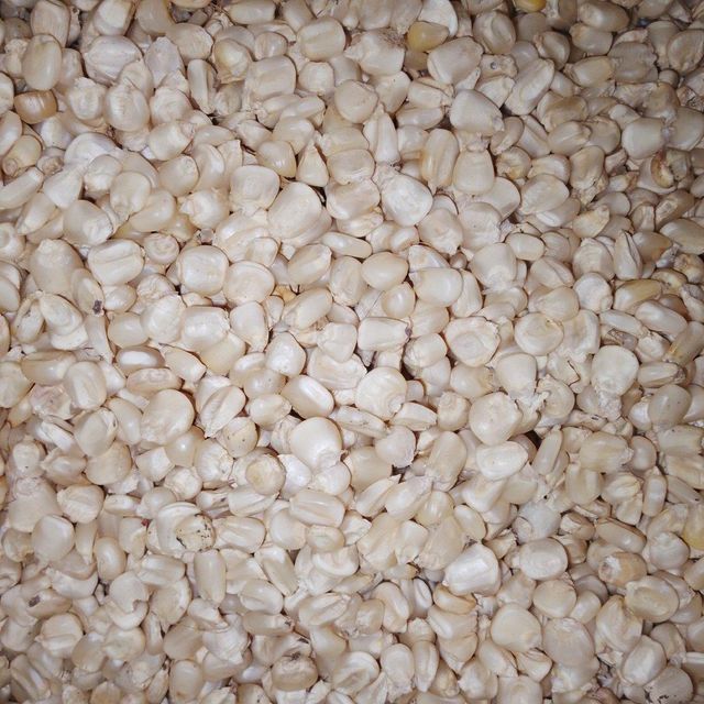 Maize grain - Image 1