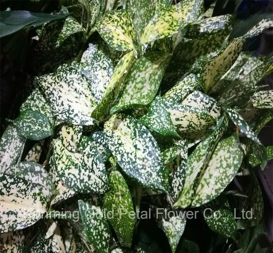Fresh Cut Leaves Star Leaves Feature Fresh Model NO. 067 Material Nature Style Wholsales HS Code 06031900 Type Star - Image 1