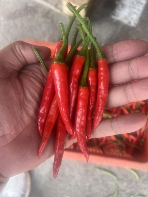 BIRD EYE CHILLI - Image 2