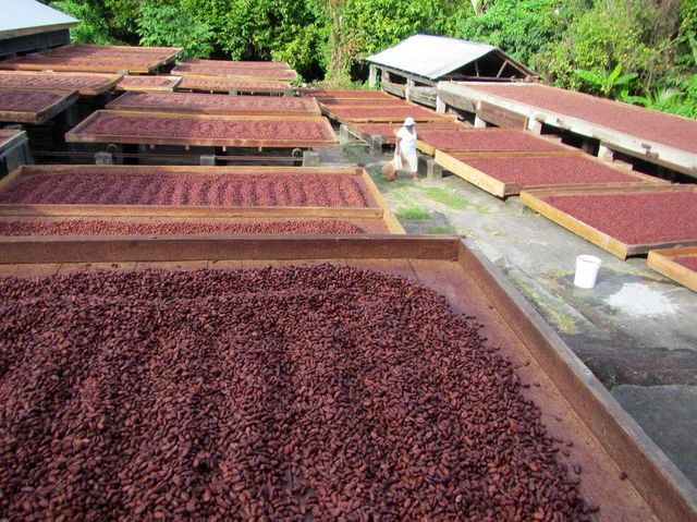 Premium Cocoa Beans – Wholesale Bulk Supply - Image 4