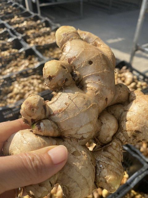 Dehydrated Ginger Slices Natural Flavor Bulk Supply for Food Processing Wholesale - Image 3