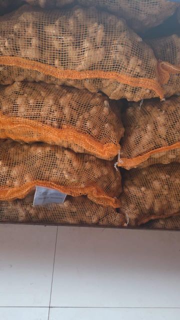 Fresh Ginger (Elephant Ginger) From Probolinggo, Indonesia - Image 4