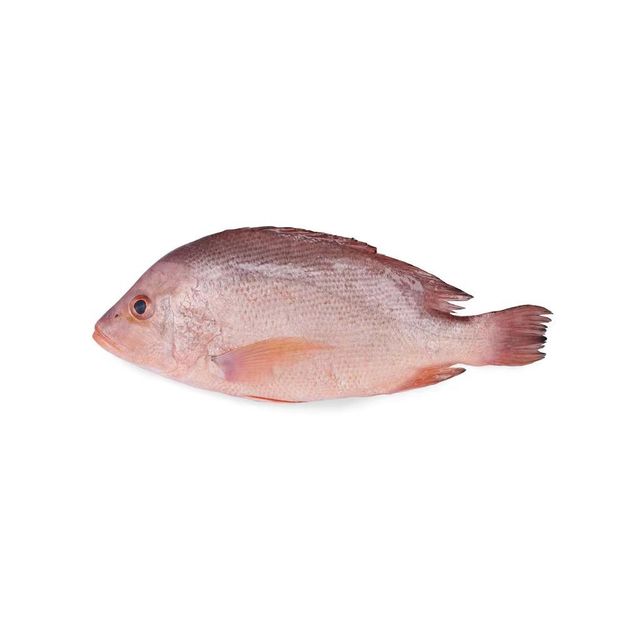 Best Quality Frozen white snapper fish Available Bulk at Cheapest Prices - Image 4