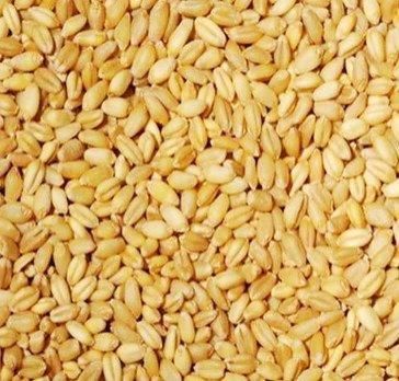 Wheat, Durum and soft milling Type Durum Wheat, Soft Wheat - Image 4