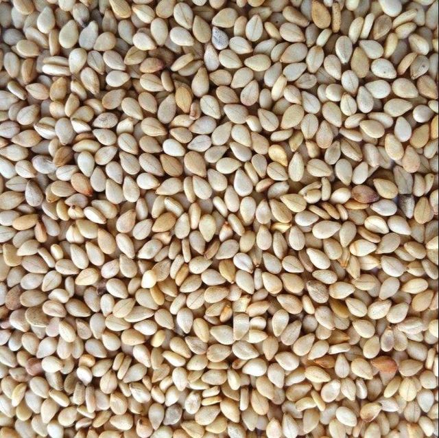 Sesame seed – product photo 4, product detail gallery
