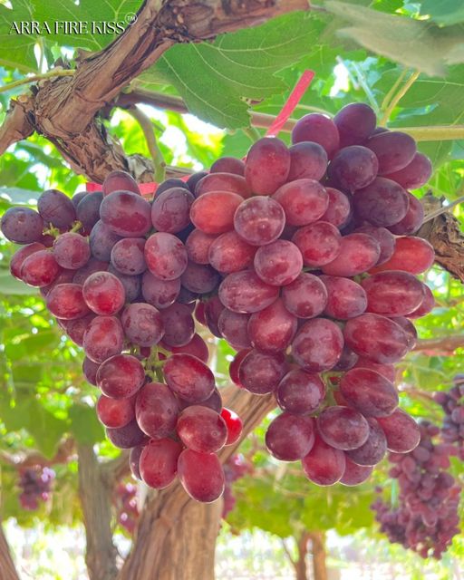 Fresh Quality Table Grapes Available Now Organic Yes Origin South Africa Color Black, Green, Red Degree of Processing Fresh - Image 4