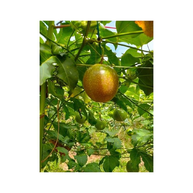 Fresh passion fruit available in bulk for export to juice and fruit markets - Image 3