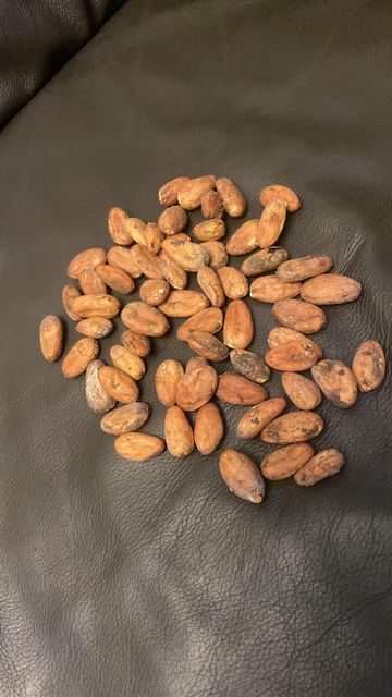 cocoa Bean for sale - Image 1