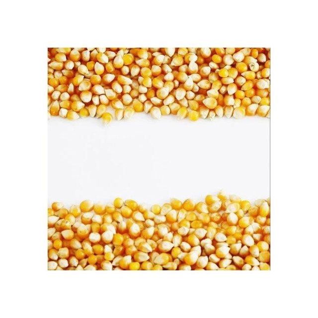 Non-GMO yellow maize available for global agricultural markets - Image 4