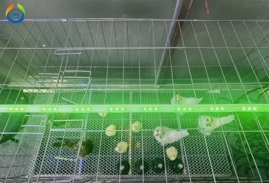 Dimmable IP67 Intelligent Poultry Farming Lighting LED Poultry Light Tube - Image 2