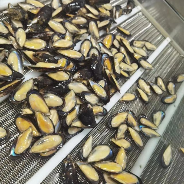 Frozen Mussel Meat Premium Seafood Supply For Wholesale Buyers Featuring Carefully Processed Product With Natural Texture - Image 4