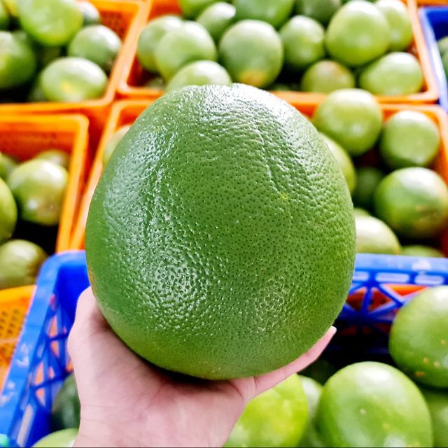 GLOBAL CITRUS SUPPLY: GREEN SKIN PINK FLESH POMELO WHOLESALE SPECIALIST - Image 1
