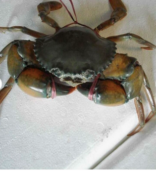 Bulk Frozen Whole King Crabs In Stock Buy Wholesale Cheap Price King Crab Legs For Sale - Image 5