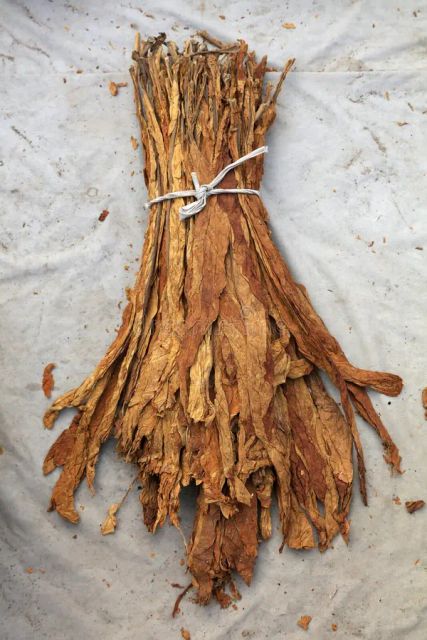 Tobacco Leaf - Image 4