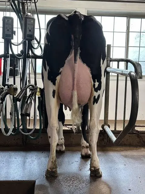 Export Quality Live Holstein Cows Healthy Purebred Dairy Cattle High Milk Yield Suitable for Farms and Agriculture - Image 1