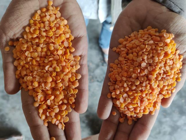 Red Lentils/ Canada Red Lentils / Red Split and Football Red type Red Lentils - Image 3