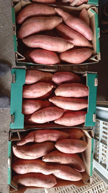 Sweet potatoes - Image 4