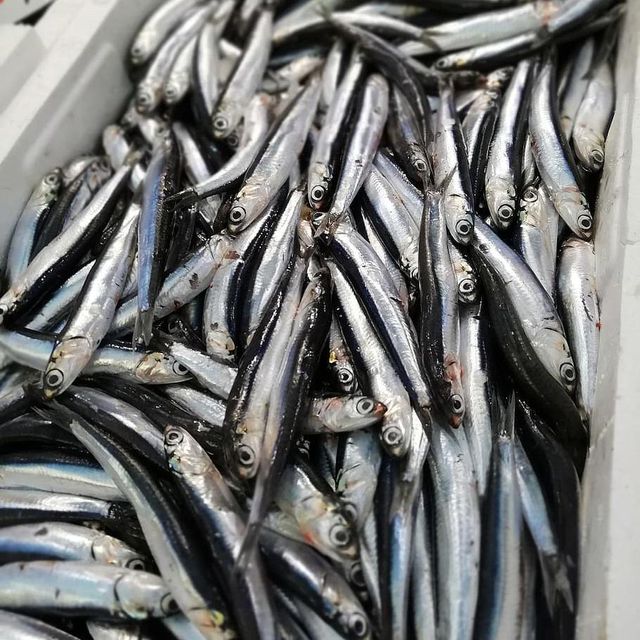 Premium frozen anchovies fresh sea fish whole fish long shelf life quick frozen suitable for export and retail supply - Image 1