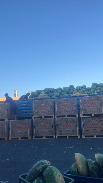 Watermelon Freshness High Origin Morocco Quality Premium Sweetness Excellent Features Gluten-Free Logistics Reliability Professional - Image 4
