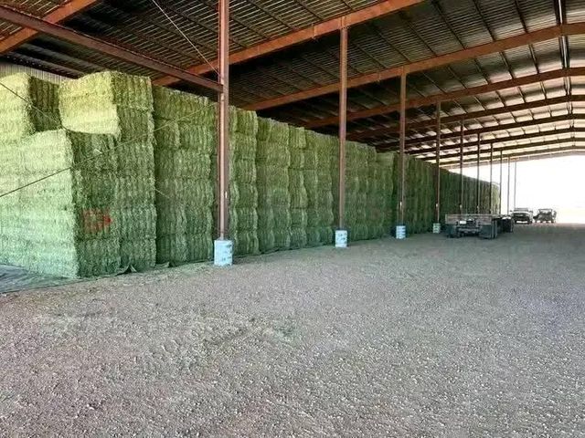 Rhode Grass - Image 3