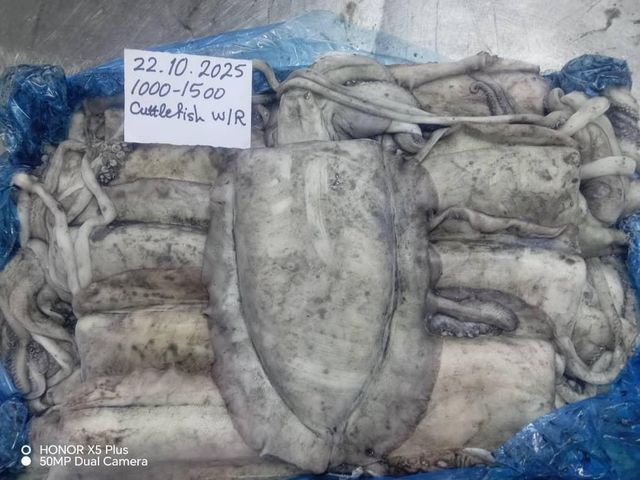 Frozen Cuttle Fish (High Quality, Yemeni) Texture Firm Flavor Superior Toxin Level Low Shipping Term Fob Total Cartons - Image 2