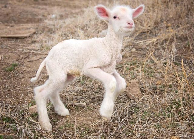 Wholesale live sheep for sale with strong build and high survival rate - Image 2