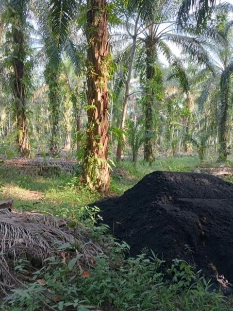 100% Palm Oil Fuel Ash (POFA) / Sustainable Raw Materials for Your Green Building Industry - Image 3