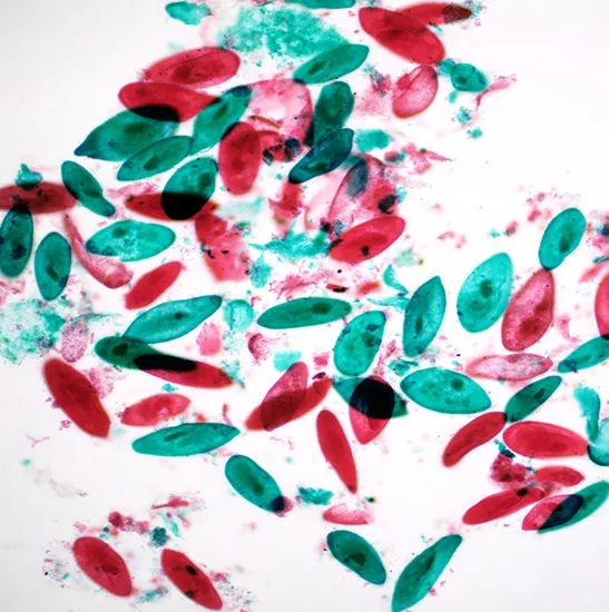 BestScope BS-2081L High Level LED Transmitted Illumination Research Biological Microscope - Image 6