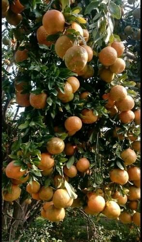 Citrus reticulata mandarin Packaging 3 ply corrugated box Shelf Life Custom packagaing for extended shelf - Image 2
