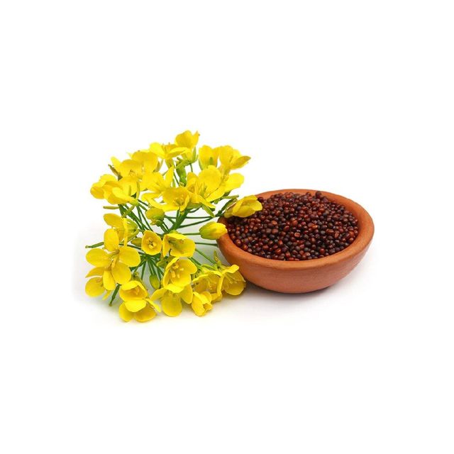 Natural mustard seeds supplied in volume for international spice traders - Image 3