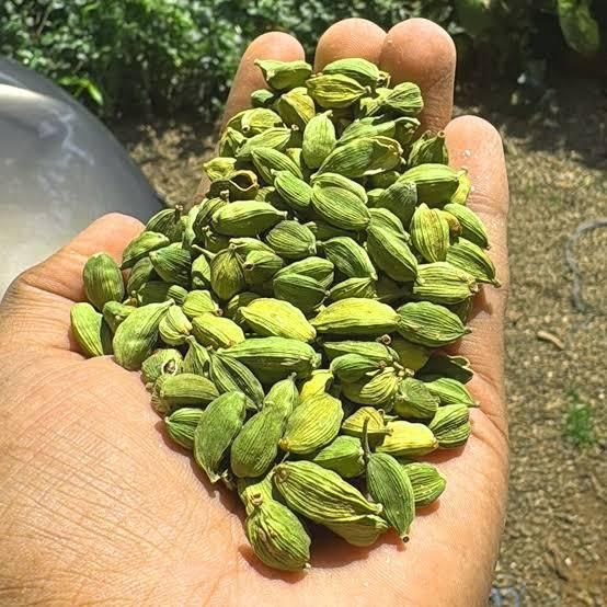 Green Cardamom In Large Size 8 Mm. Green Cardamom In Large Size 8 Mm. - Image 3