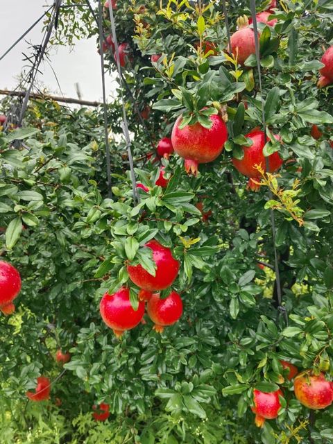 Premium Quality Fresh Pomegranate In Wholesale Fruits Style Fresh Variety Premium Model Number NA Type Pomegranate Grade Premium - Image 4