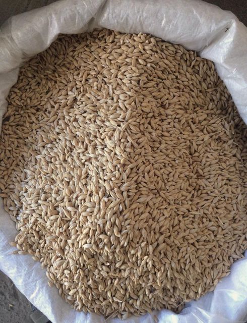 FEED BARLEY (GRADE 3) FOR ANIMAL FEED (Export to SE Asia & North Africa) - Image 1