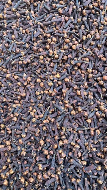 Whole Clovea - Image 3