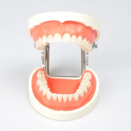 Dynamic Dental Teching Tooth Model for Clinic Use Origin China Material PVC Certification CE Trademark DYNAMIC Model NO. DYNAMIC - Image 3