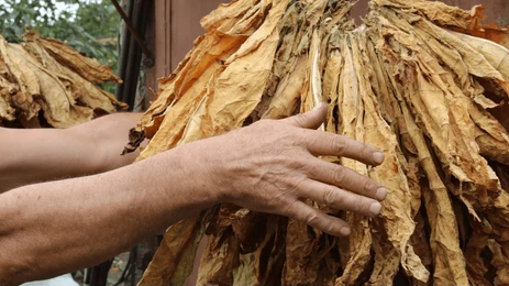 Tobacco Leaf - Image 3