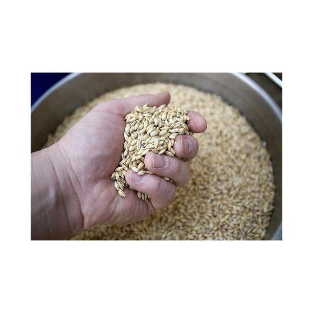 High Quality Malted Barley Available For Bulk Purchase And Retail Sale - Image 2