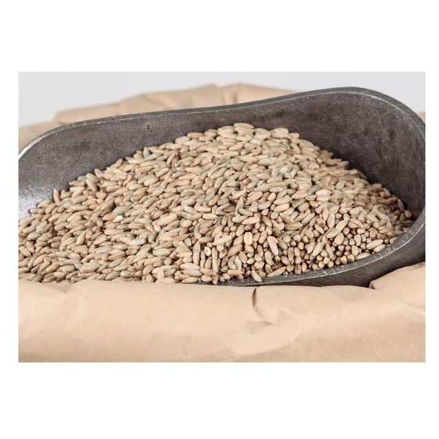 Top Quality Pure Organic Rye Grains For Sale At Cheapest Wholesale Price - Image 2
