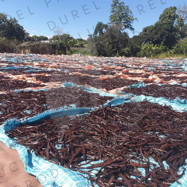 Red Vanilla Beans EU Rouge Single Origin Madagascar Bourbon Extraction-Grade Pods - Image 3