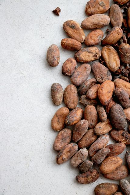 Fermented and Dried Cacao Beans - Image 4