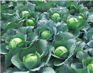 Fresh cabbage for sale. Top Quality imported grade Other fresh vegetables Fresh cabbage. Cheap and free shipping worldwide - Image 1