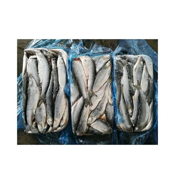 Frozen Herring Fish 100% Natural Seafood Product With Controlled Freezing Process For Reliable Buyer Confidence - Image 1