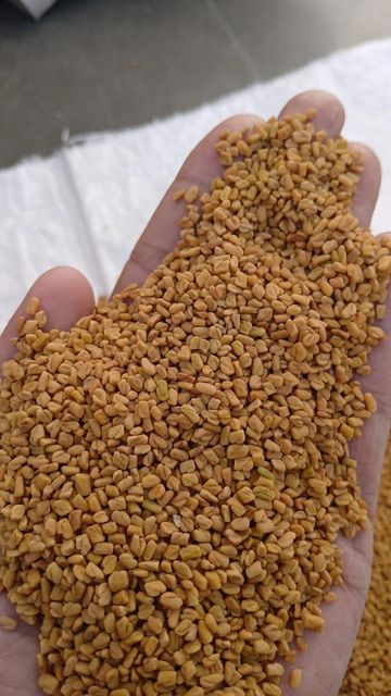 Premium Grade Fenugreek Seeds (Methi) – 99%/99.5% Pure Purity 98% Grade Premium Packaging Type Pp Bag Shelf Life 6-12months - Image 2