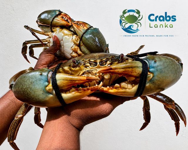 Live Mud Crabs (Scylla Serrata) - Image 1